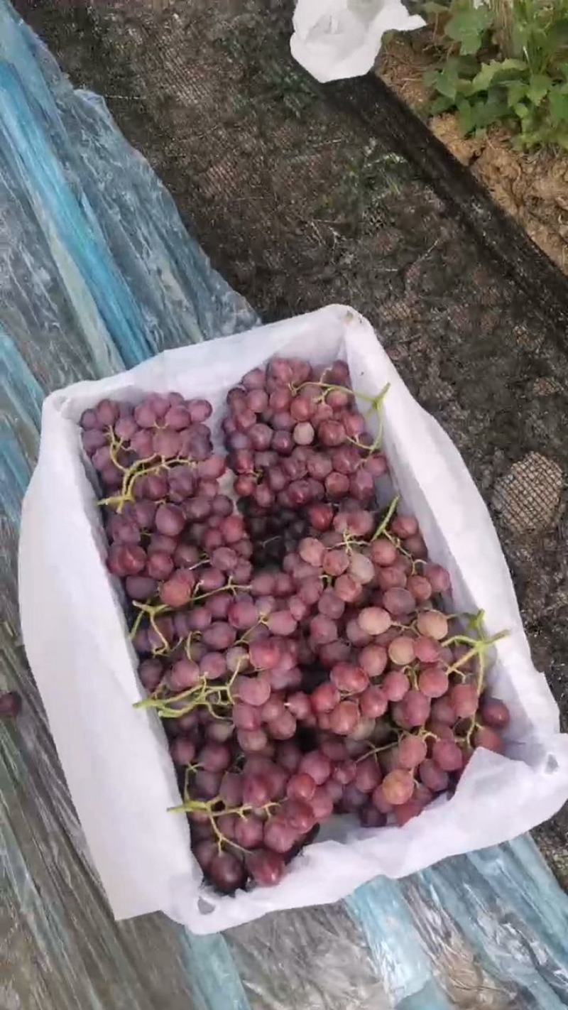 陕西省渭南市精品红提，产地直发，保质保量，货发全国