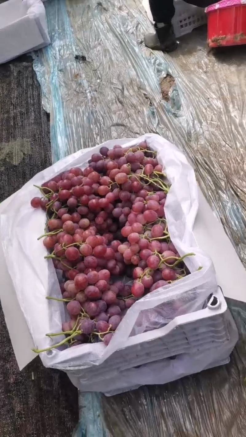 陕西省渭南市精品红提，产地直发，保质保量，货发全国