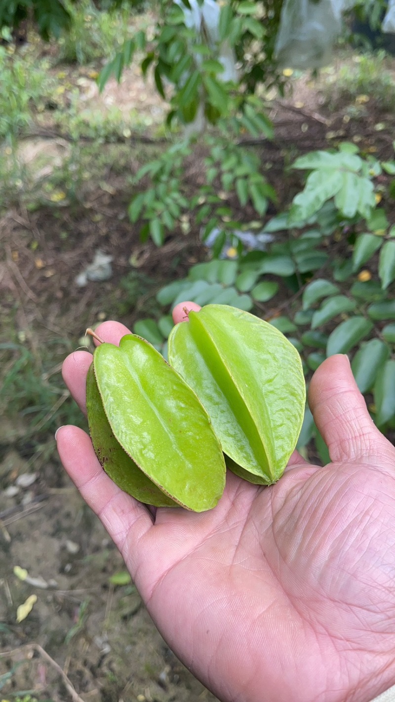 次果，腌制果，杨桃，榨汁果，洋桃，阳桃，工厂用果