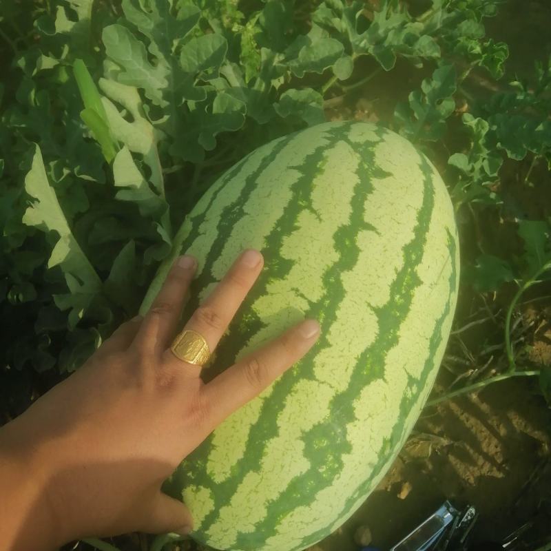 【推荐】山西西瓜双红金花沙漠硒砂瓜