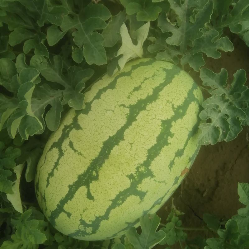 【推荐】山西西瓜双红金花沙漠硒砂瓜