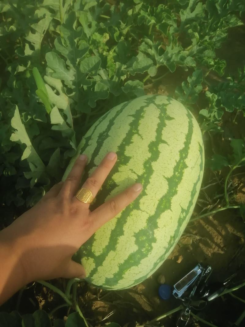 【推荐】山西西瓜双红金花沙漠硒砂瓜