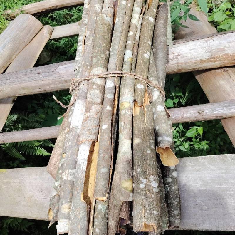 青皮疮，冷背中药材青皮疮干货！
