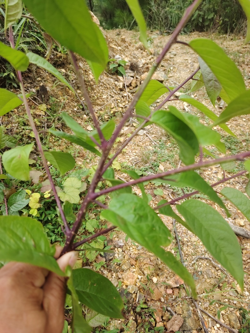青皮疮，冷背中药材青皮疮干货！