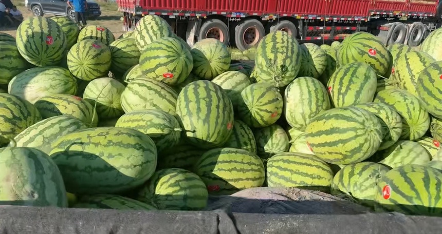 无籽西瓜在超市货架上的展示