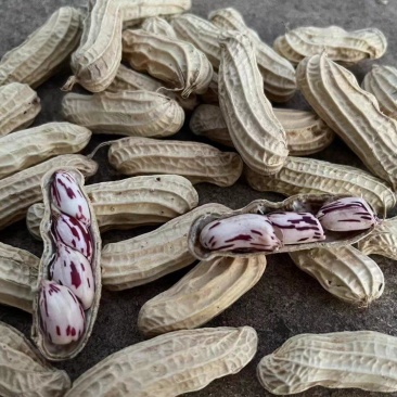 云南孟连七彩干花生新鲜直发带土带壳营养