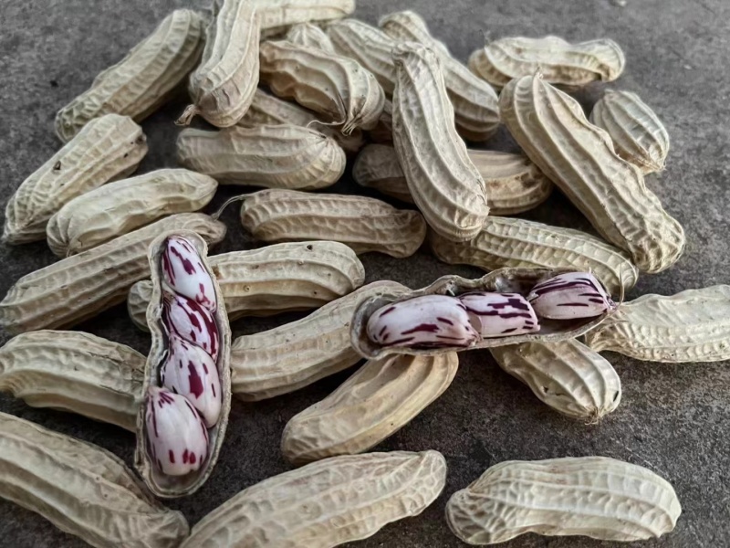 云南孟连七彩干花生新鲜直发带土带壳营养