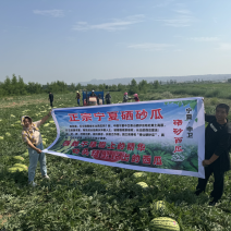 宁夏石头瓜，香甜可口，糖分高，产地直采，防伪包装标识，