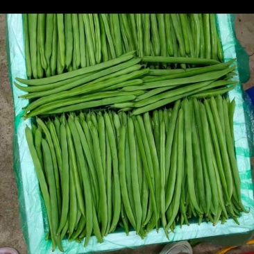 精品高山反季节四季豆大量有货，欢迎老板进店选购