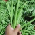 精品高山反季节四季豆大量有货，欢迎老板进店选购