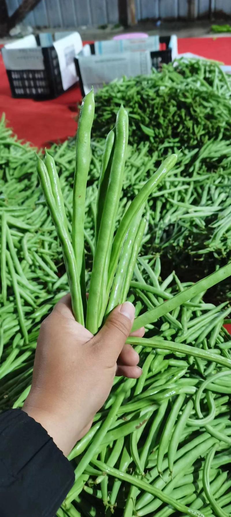 精品高山反季节四季豆大量有货，欢迎老板进店选购
