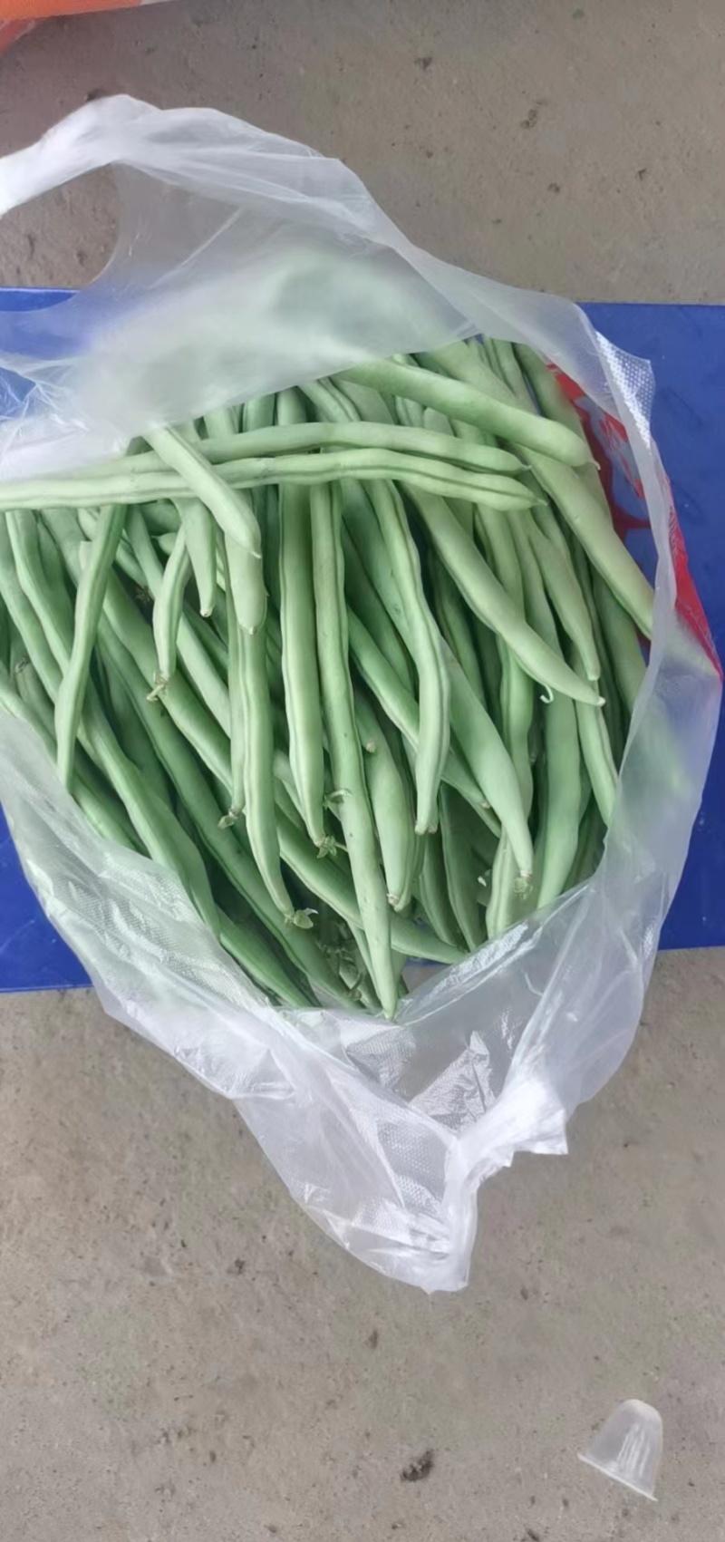 精品高山反季节四季豆大量有货，欢迎老板进店选购