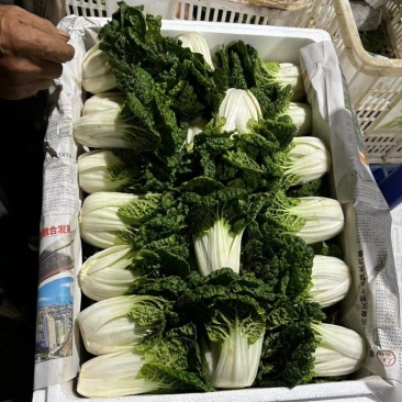 高山反季节乌塌菜全国发货大量现货一条路服务