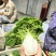 高山反季节乌塌菜全国发货大量现货一条路服务