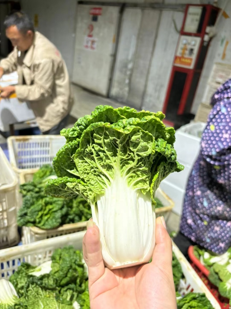高山反季节乌塌菜全国发货大量现货一条路服务