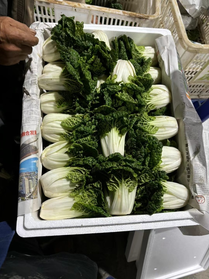 高山反季节乌塌菜全国发货大量现货一条路服务