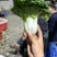 高山反季节乌塌菜全国发货大量现货一条路服务