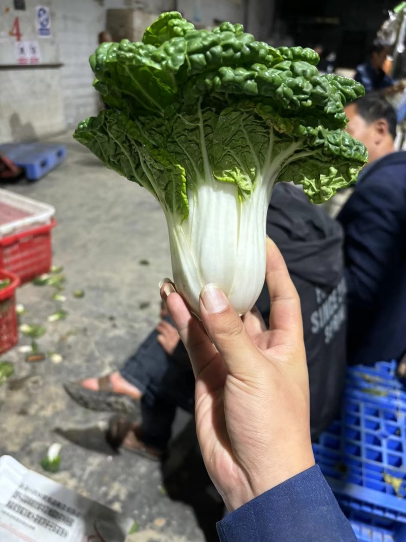 高山反季节乌塌菜全国发货大量现货一条路服务