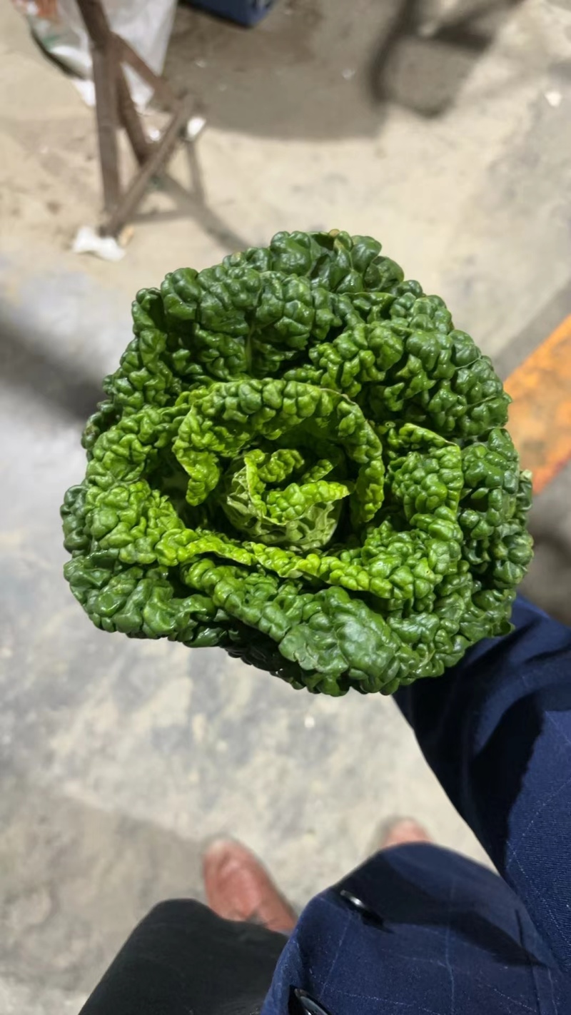 高山反季节乌塌菜全国发货大量现货一条路服务
