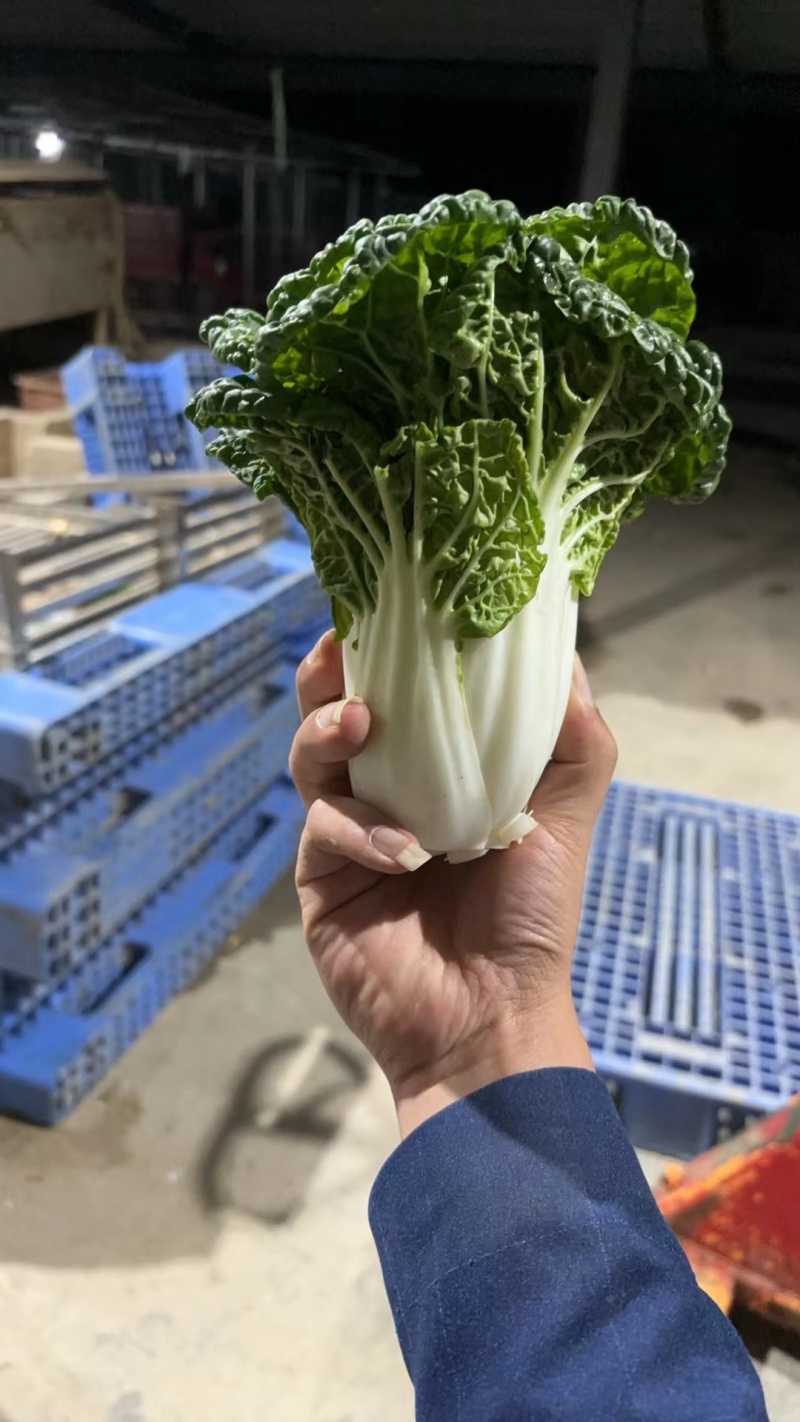 高山反季节乌塌菜全国发货大量现货一条路服务
