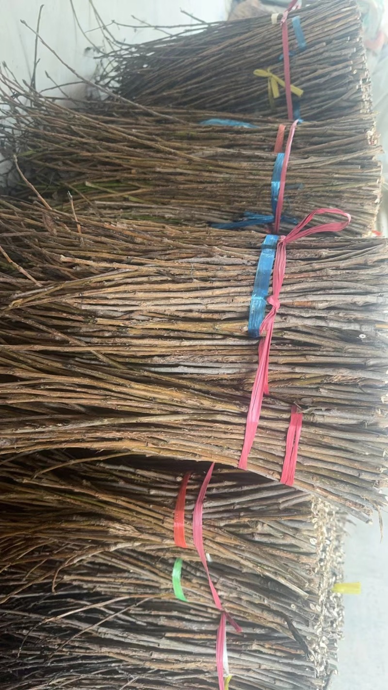 金蝉卵枝，爬叉枝，杨树卵枝，李子卵枝，金蝉种苗，一手货源