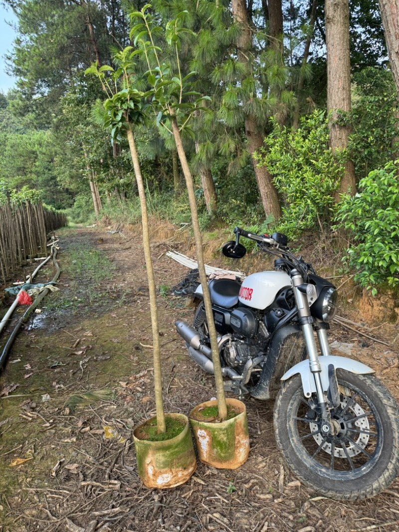 桂花杯苗，桂花袋苗，各个规格，欢迎老板选购
