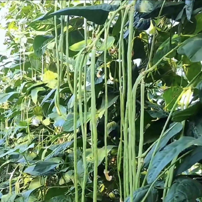 绿长条豆角新鲜采摘对接商超电商产地直发