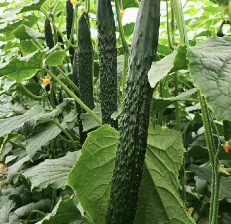 蜜刺黄瓜干花刺蜜对接商超当天采摘当天发货