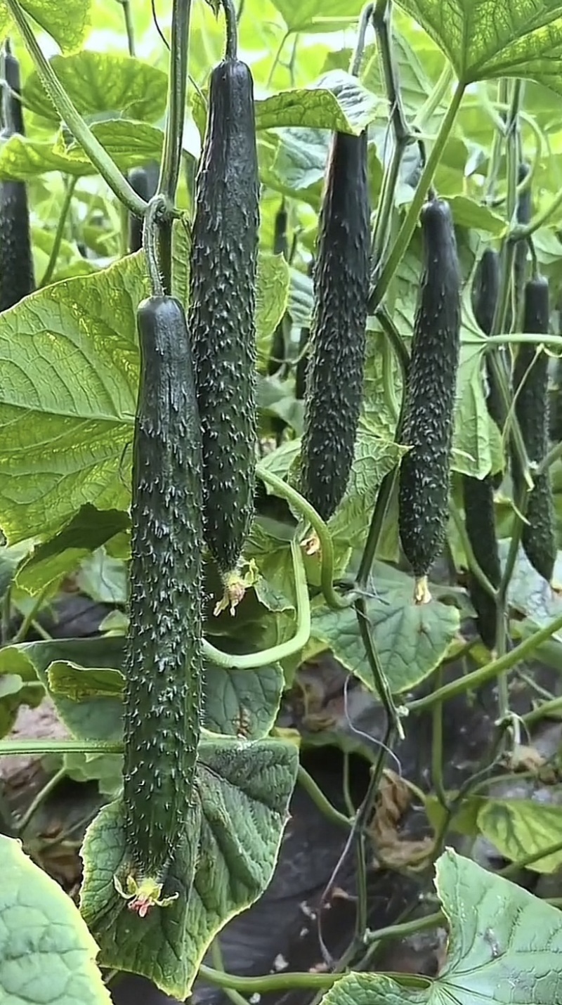 蜜刺黄瓜干花刺蜜对接商超当天采摘当天发货