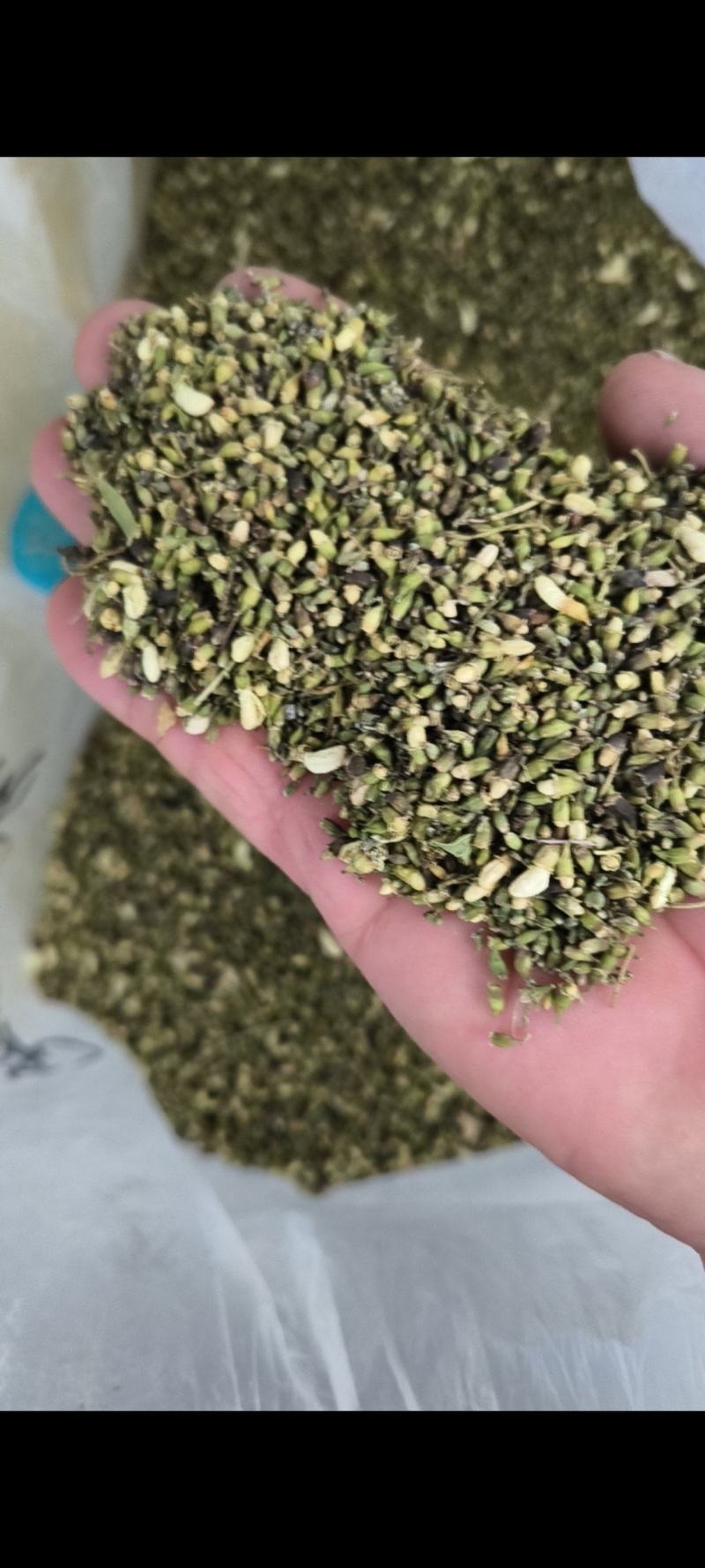 山东省平邑县的山槐米，槐花。