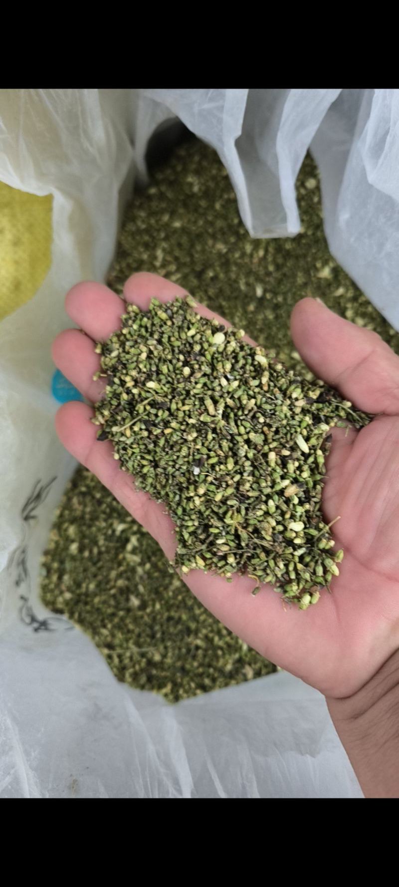 山东省平邑县的山槐米，槐花。