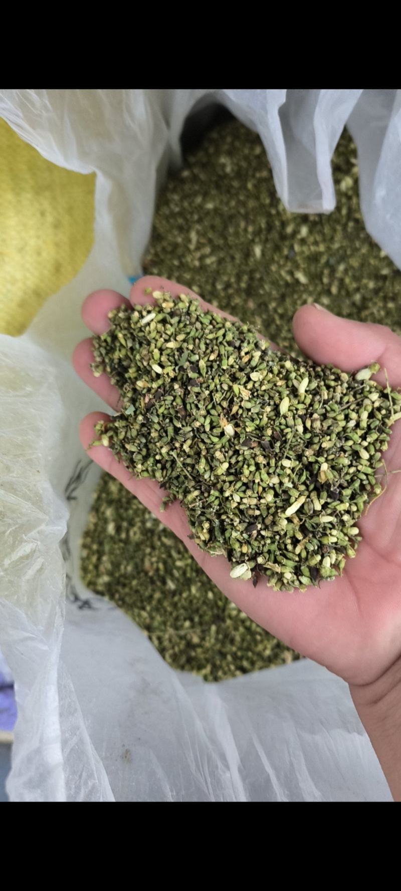山东省平邑县的山槐米，槐花。