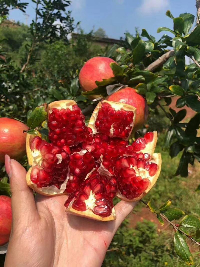 突尼期软籽石榴