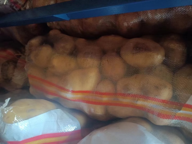 山东荷兰十五土豆全国发货价格合适