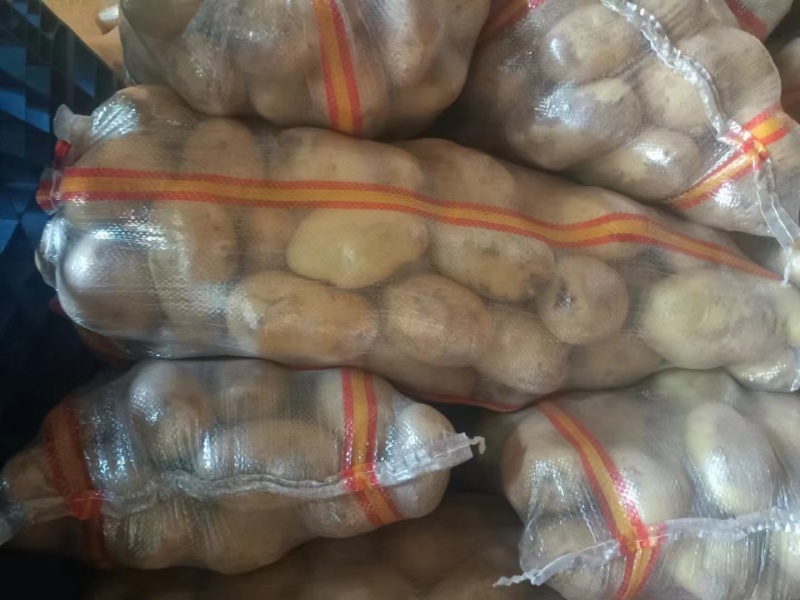 山东荷兰十五土豆全国发货价格合适