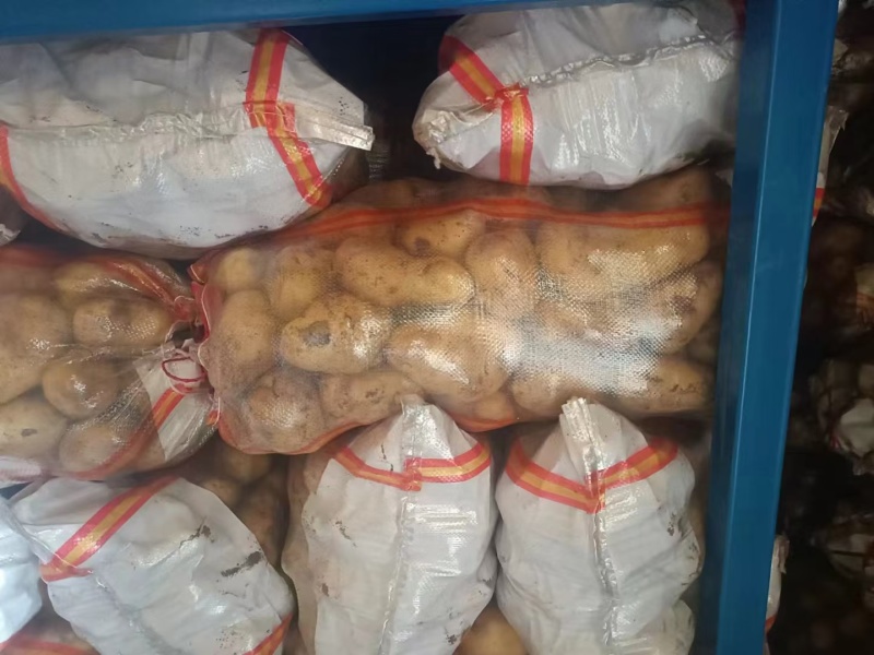 山东荷兰十五土豆全国发货价格合适