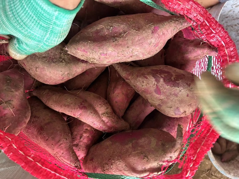 大量紫薯，电商货，市场货，价格不高