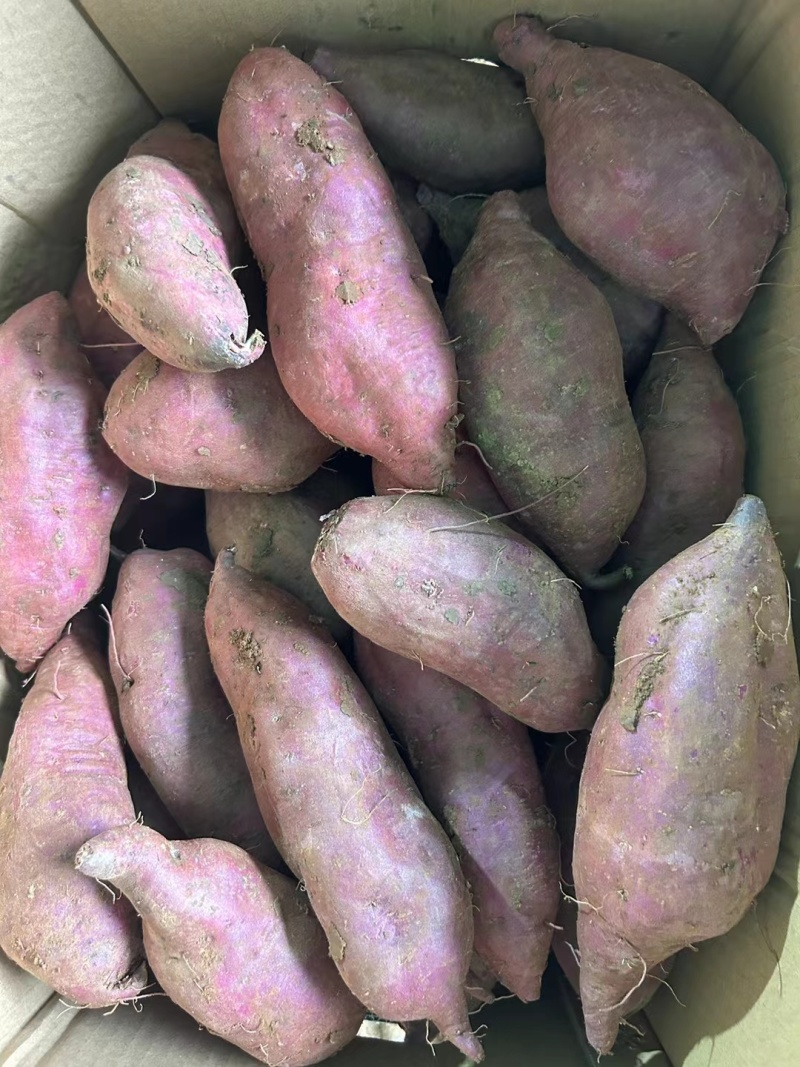 大量紫薯，电商货，市场货，价格不高