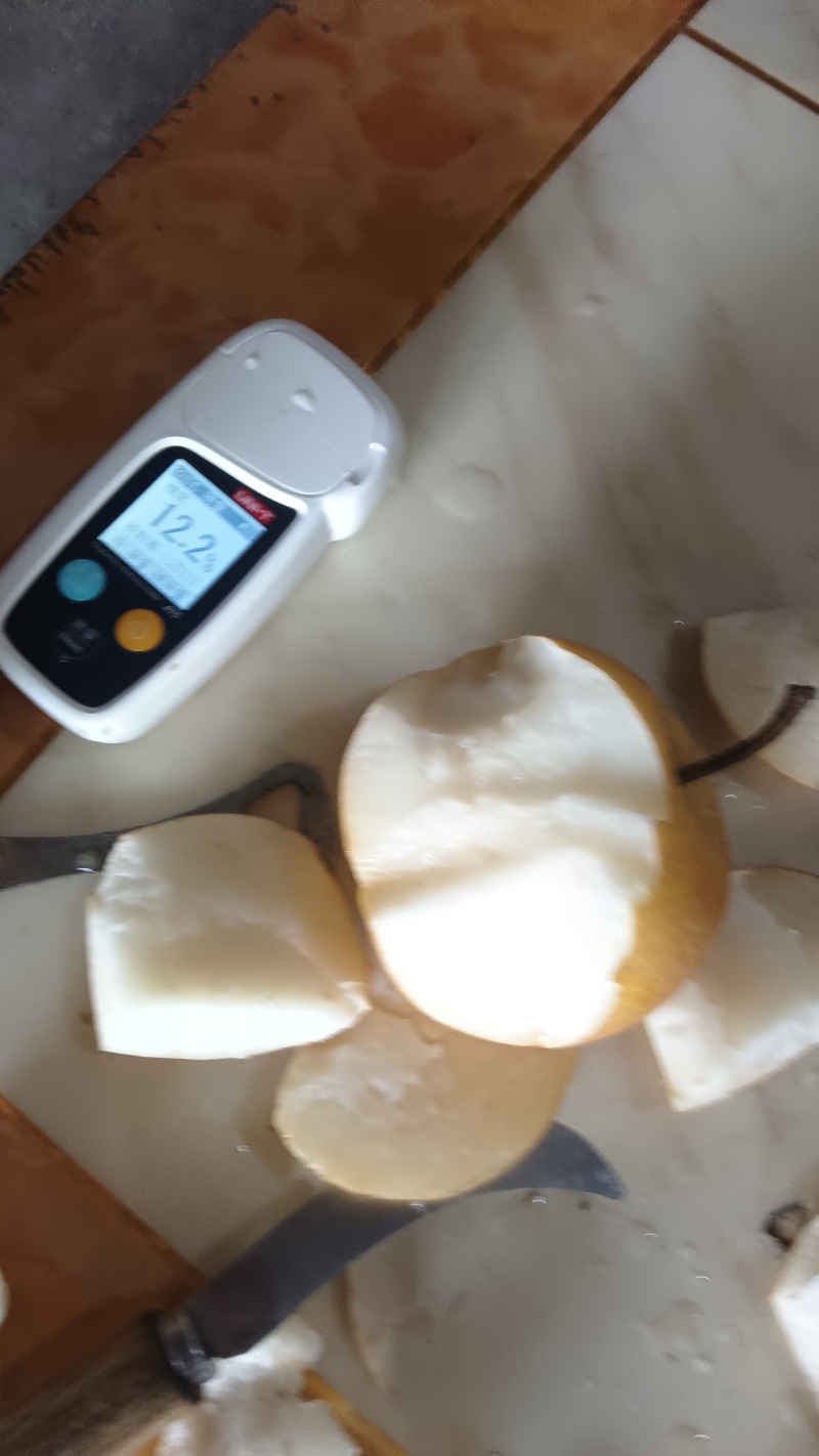 秋月梨大量上市中，个大甜度高，质量好，价格实惠