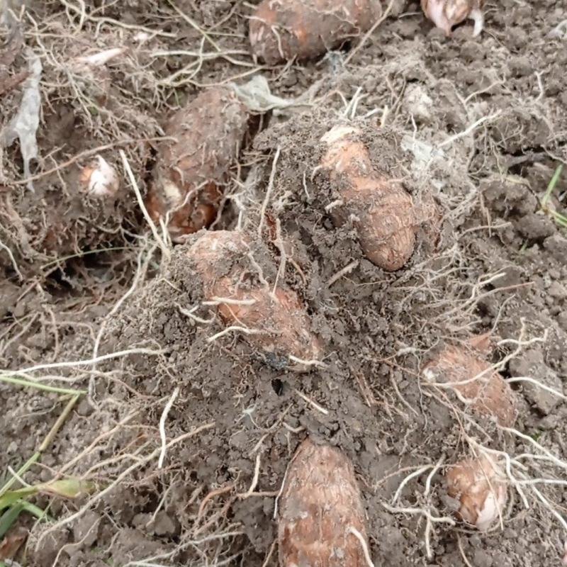 红芽芋种植基地1000余亩，价格便宜