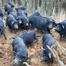 藏香猪怀孕母猪纯粮食喂养全国发货货到付款