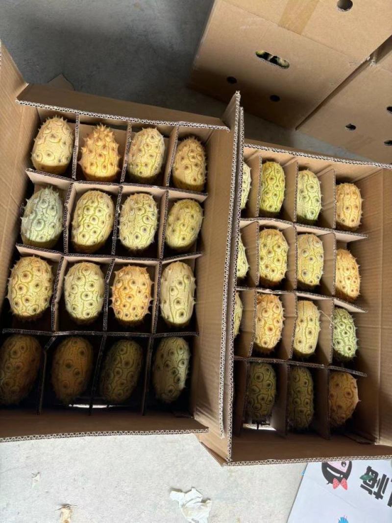 火参果精品大果，单果6两以上64个装刺角瓜海参果