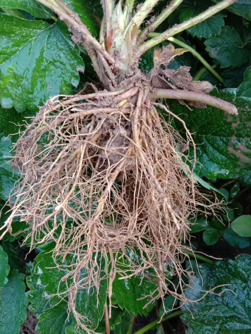 大叶红颜草莓苗，粉玉母苗，无任何病害，品质好，穴盘基质