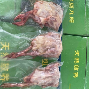 乳鸽鸽子