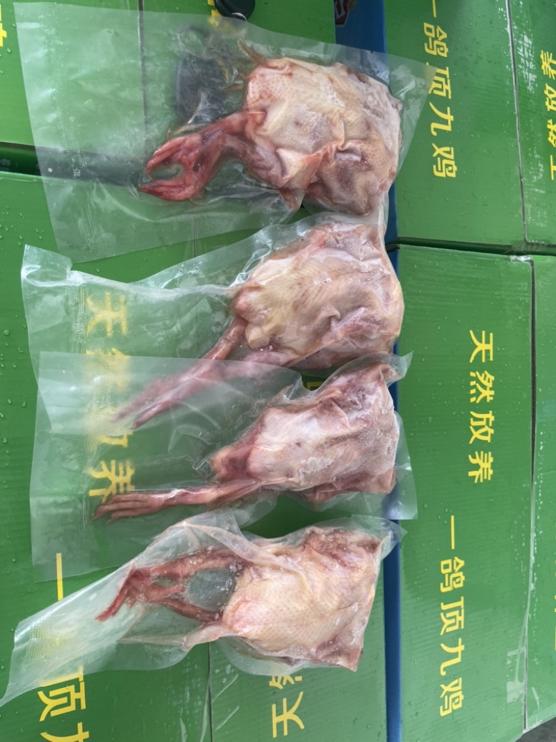 乳鸽鸽子
