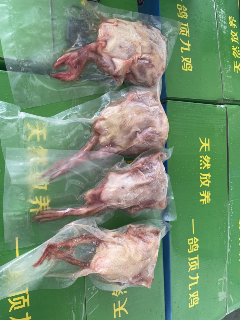 乳鸽鸽子