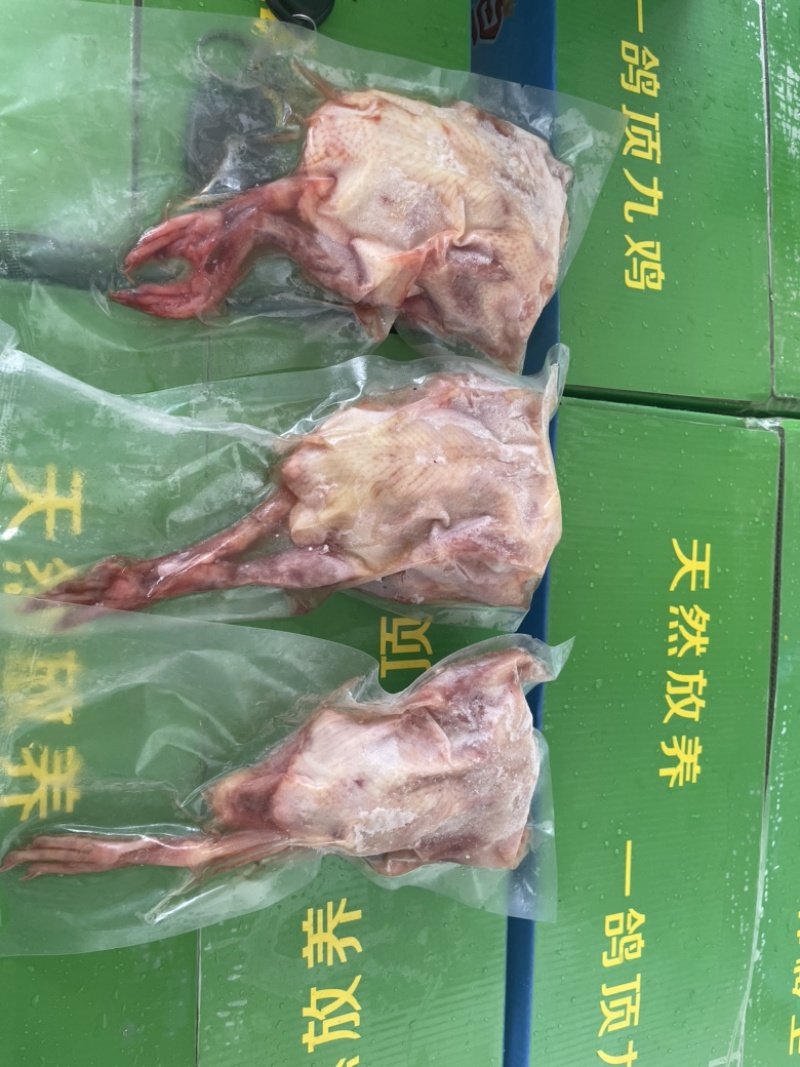 乳鸽鸽子