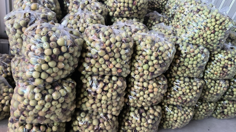 陕西大荔冬枣脆甜可口，糖度好，东西正经