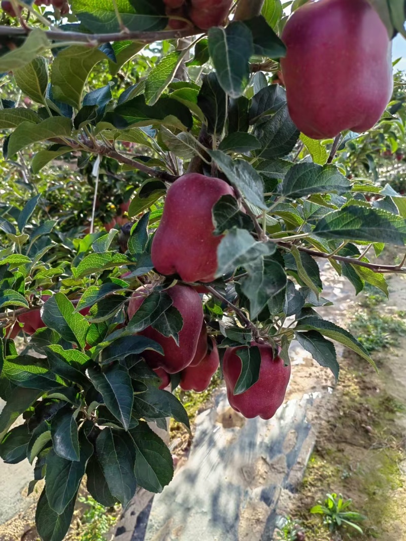 甘肃花牛苹果大量供货品质保证货源充足可视频看货