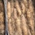 新鲜湛江毛薯甜薯猪仔薯甜毛薯粉糯香甜欢迎咨询下单